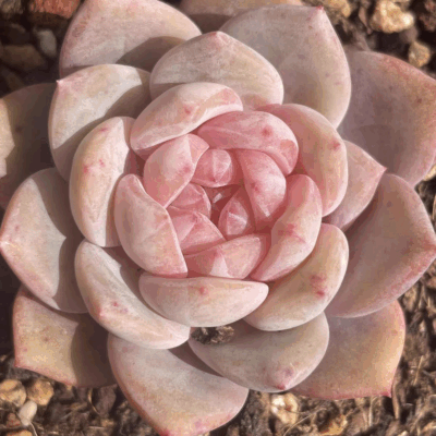 Echeveria Monroe