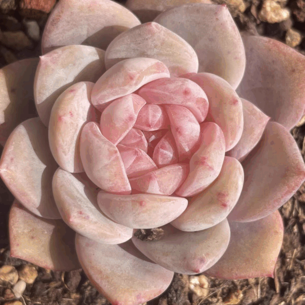 Echeveria Monroe