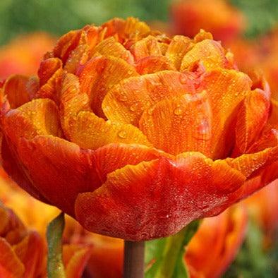 Bull's Eye Double Late Peony Tulip