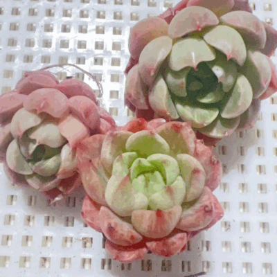 Echeveria Pretty in Pink