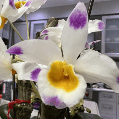 Dendrobium pendulum
