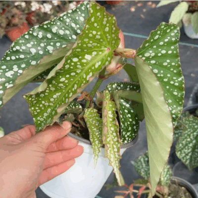 Begonia alamoole
