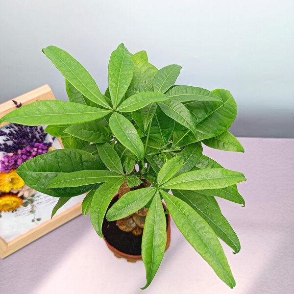 Prosperity Greens: Exquisite Money Tree Collection for Your Abundance - Image 17