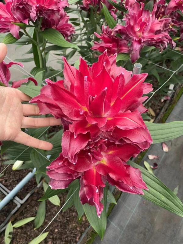 Lily Bulbs for Planting 3 pcs Indoor and Outdoor - Image 8