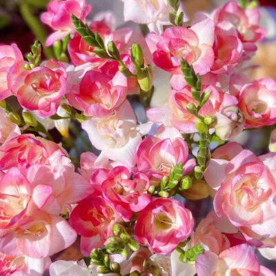 Freesia Bulbs Flower Bulbs for Planting