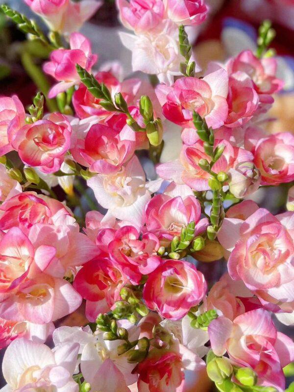 Freesia
