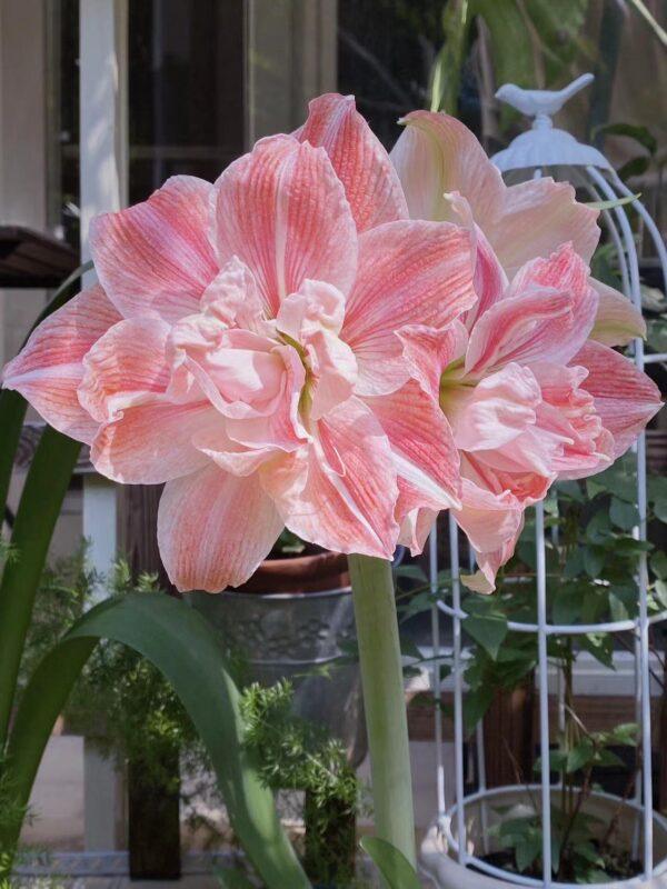 Amaryllis Perennial Bulb Bulk for planting - Image 2