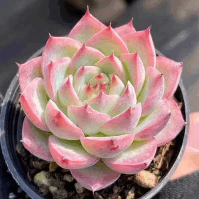 Echeveria ‘Pink Crystal’