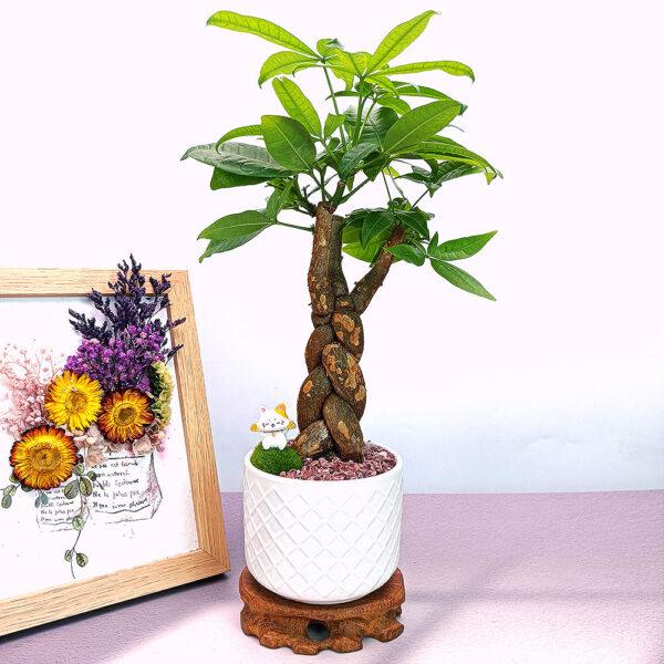 Prosperity Greens: Exquisite Money Tree Collection for Your Abundance - Image 8
