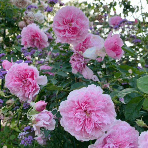 Harlow carr