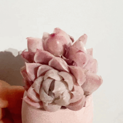 Graptoveria ‘Bashful’