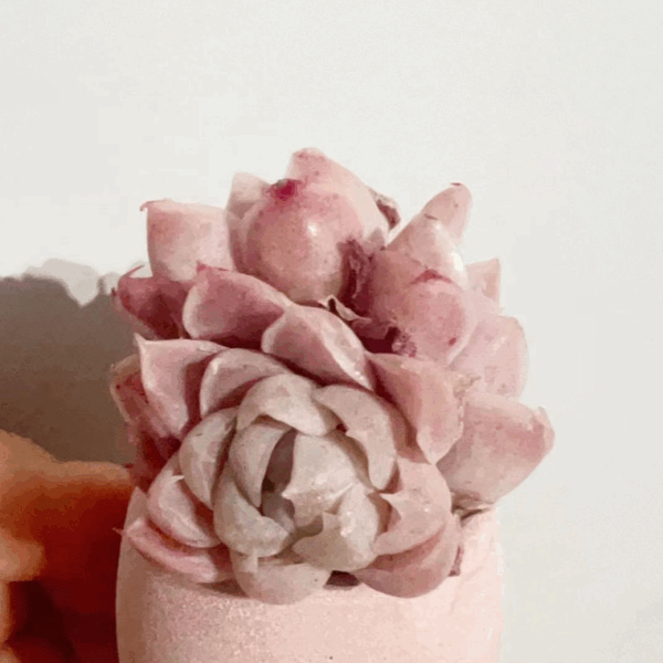 Graptoveria ‘Bashful’