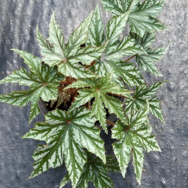 Gryphon Begonia