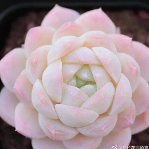Graptoveria ‘Bashful’