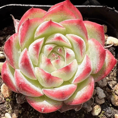 Echeveria ‘Pink Crystal’