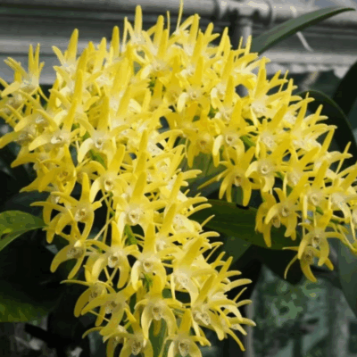 Dendrobium speciosum 'Golden Rain'