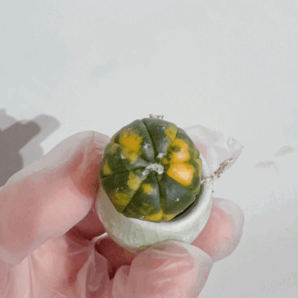 Astrophytum Asterias