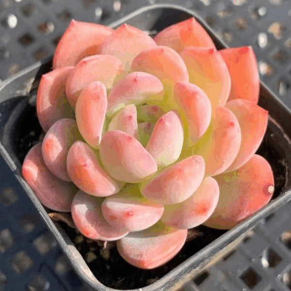 Echeveria Snow Angel