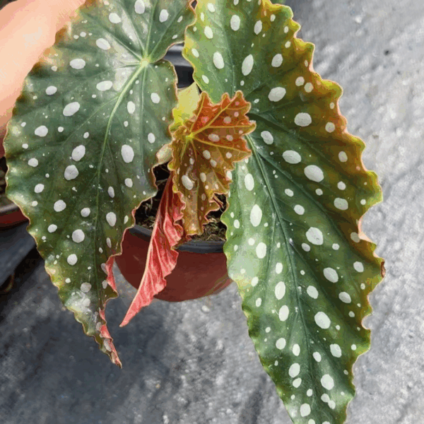 Begonia malachosticta Be