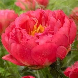 Paeonia 'Coral Sunset'