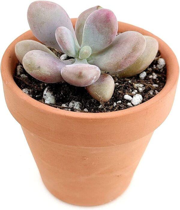 Moonstones Pachyphytum