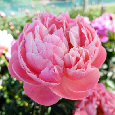 Paeonia Coral Charm