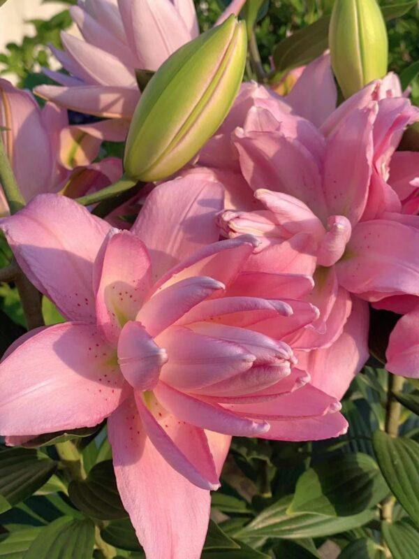 Lily Bulbs for Planting 3 pcs Indoor and Outdoor - Image 5