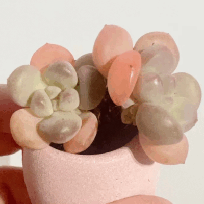 Moonstones Pachyphytum