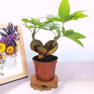 Prosperity Greens: Exquisite Money Tree Collection for Your Abundance