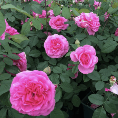 China rose,Gertrude Jekyll