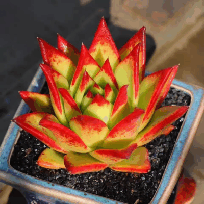 Echeveria Agavoides Lipstick