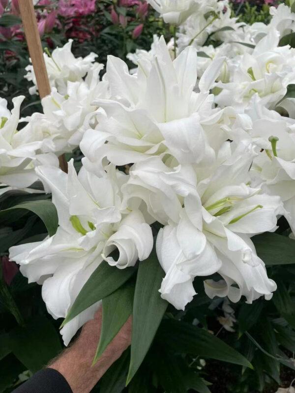 Lily Bulbs for Planting 3 pcs Indoor and Outdoor - Image 7