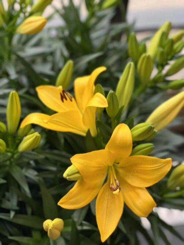 Lily Bulbs for Planting 3 pcs Indoor and Outdoor - Image 6