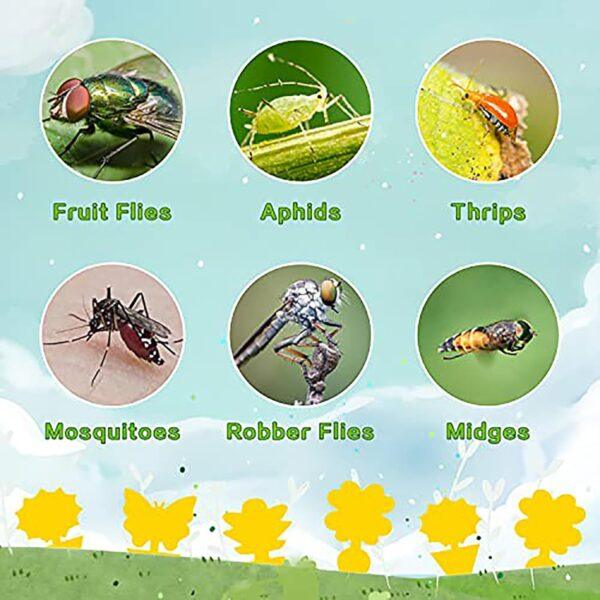 Fruit fly sticky trap - Image 3
