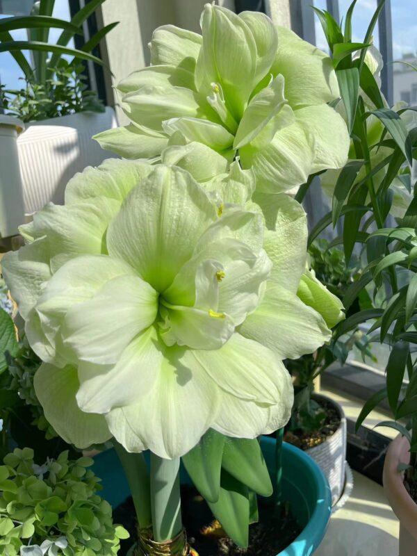 Amaryllis Perennial Bulb Bulk for planting - Image 5