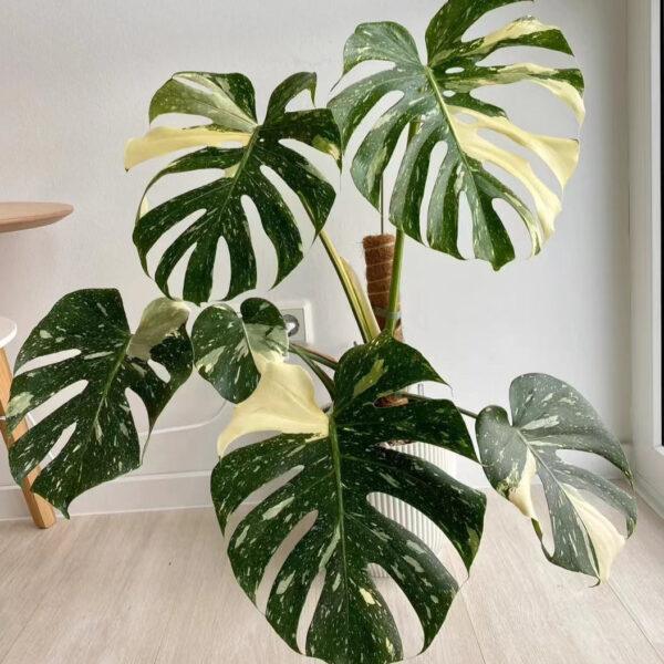 Monstera Albo Borsigiana