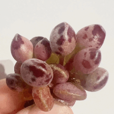 Adromischus cristatus var. schonlandii