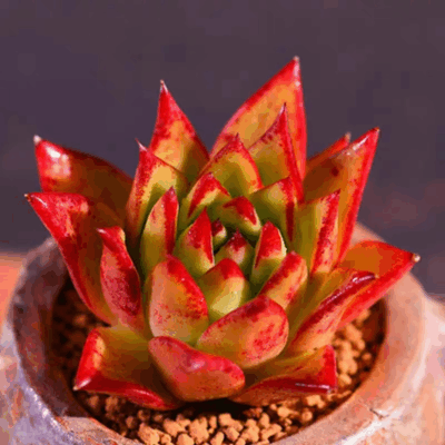 Echeveria Agavoides Lipstick