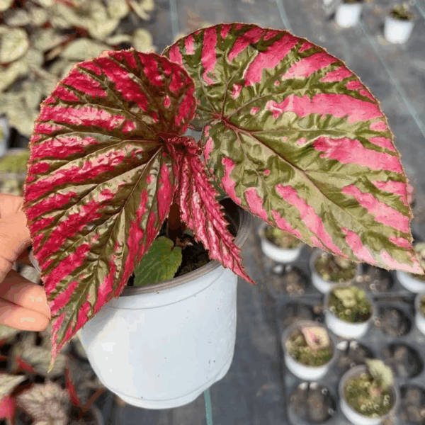 Begonia brevirimosa
