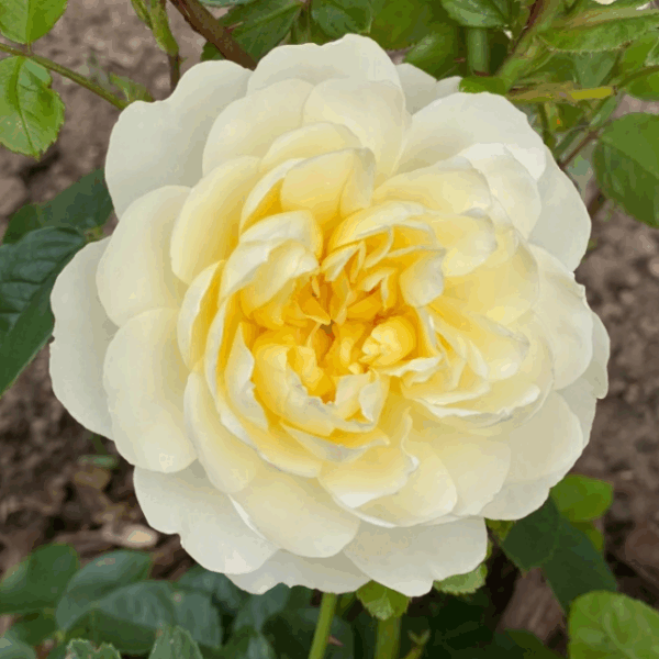 china rose,Imogen