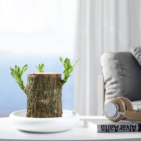 brazilwood plant