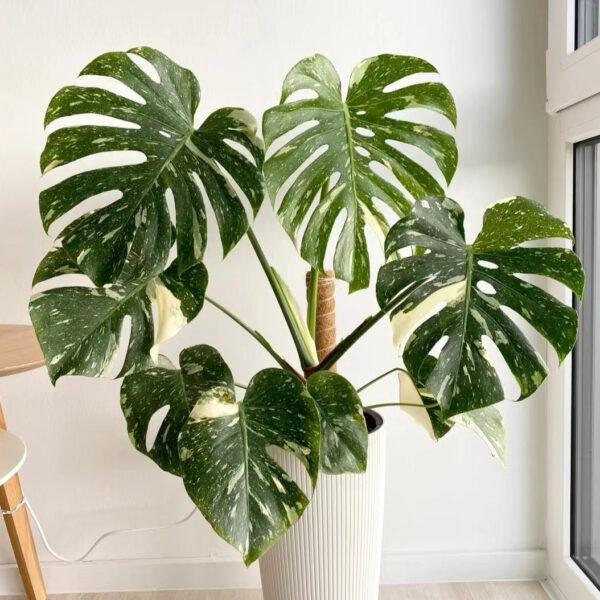 monstera adansonii,Monstera Albo Borsigiana