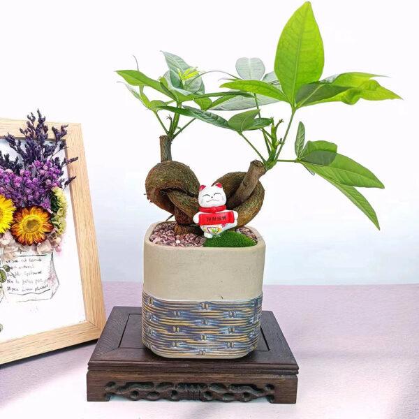 Prosperity Greens: Exquisite Money Tree Collection for Your Abundance - Image 10