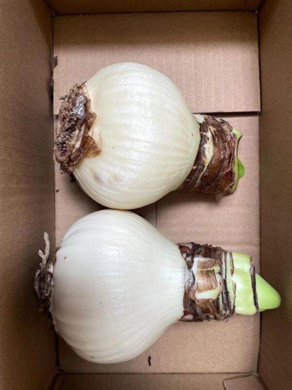 Amaryllis Perennial Bulb Bulk for planting - Image 8