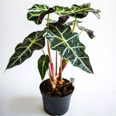 Alocasia Polly Elephant Ear