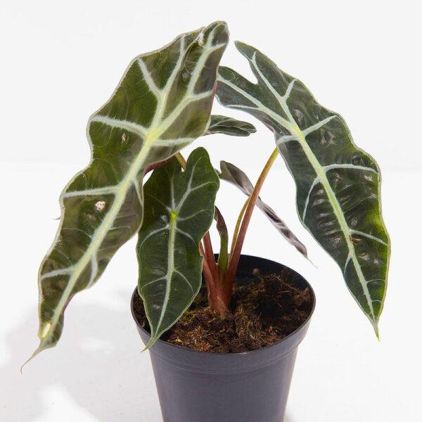 Alocasia Polly Elephant Ear - Image 7