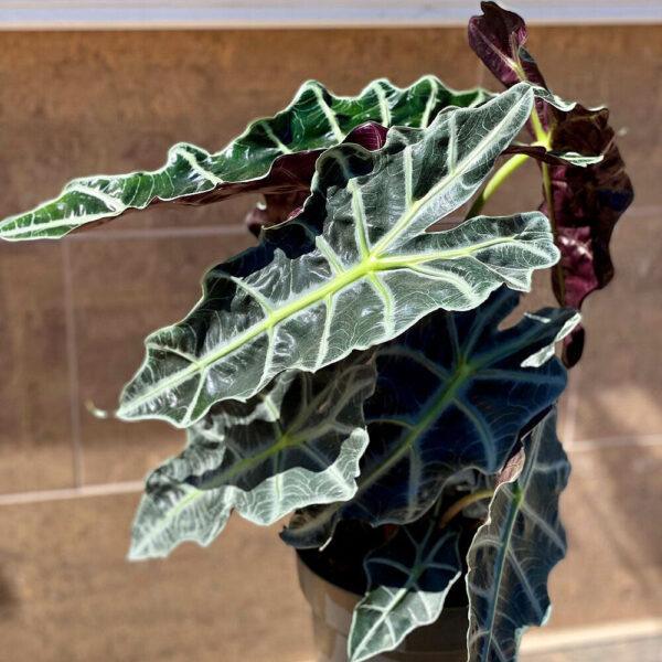 Alocasia Polly Elephant Ear - Image 8