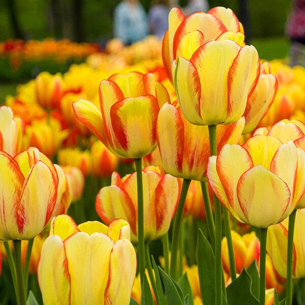 10 pcs Tulip Bulbs Mixed Tulips Varieties Collection Tulips Bulbs for Gardens Spring Flowering Bulbs Ready to Plant Flower Bulbs Garden Landscape - Image 10