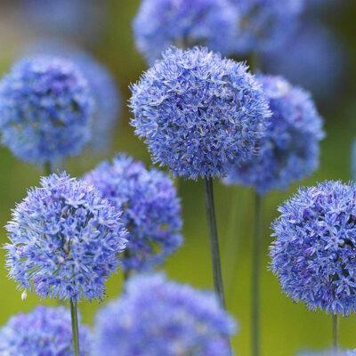 Exquisite Allium, Campanulata, and Leucojum Bulbs: Elevate Your Garden with Beauty and Elegance!