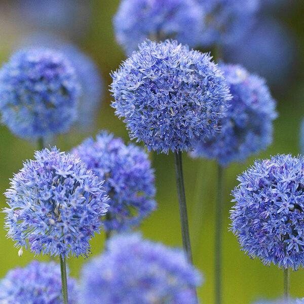Exquisite Allium Bulbs: Elevate Your Garden with Beauty and Elegance!